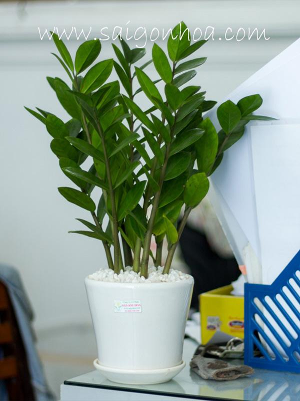 Cây Kim Tiền PHONG THUỶ -CÂY MINI ĐỂ BÀN