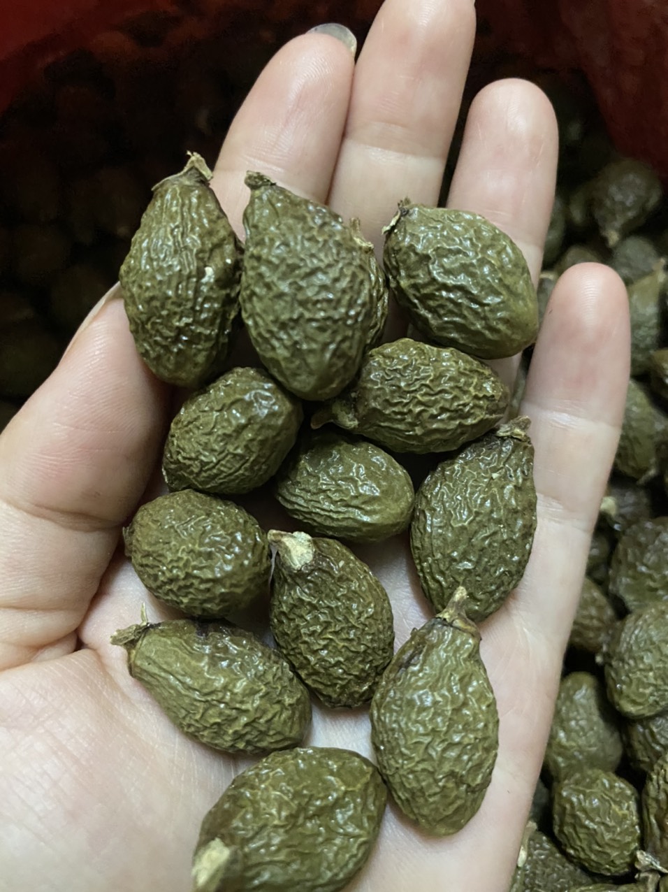 Hạt đười ươi bay rừng Nam Cát Tiên