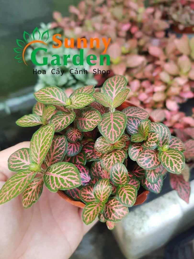 Cây Cẩm Nhung Fittonia - Chậu Cây Phong Thủy
