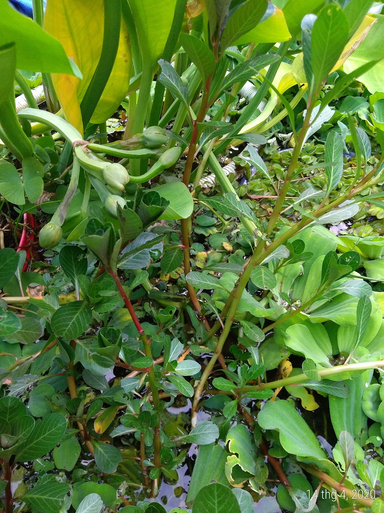 Cây rau dừa nước - Cây thủy sinh (1 bó 5 đến 10 nhánh)