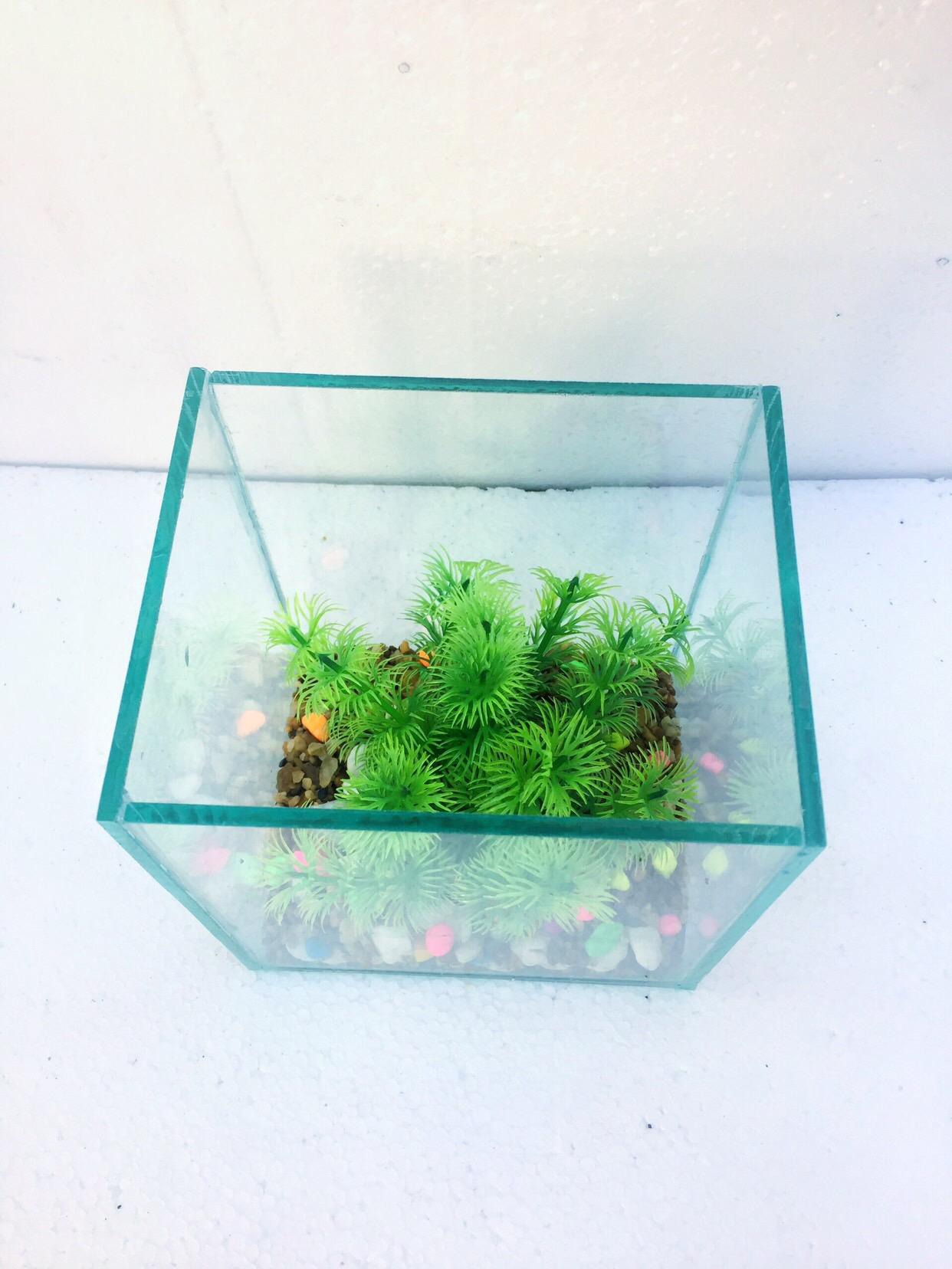 Bể cá mini betta 15*12*17cm DRC ( tặng kèm sỏi và thức ăn)