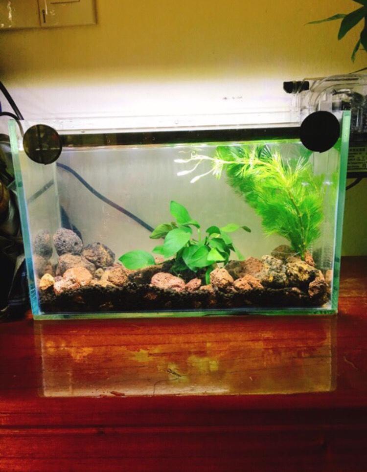 Combo bể cá cỡ 30*15*18cm DRC + lọc thác+ đèn led ( tặng phụ kiện trang trí)