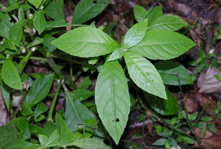 Cây cỏ lá sài ( cỏ thuoc hàn) phơi khô 1 ký