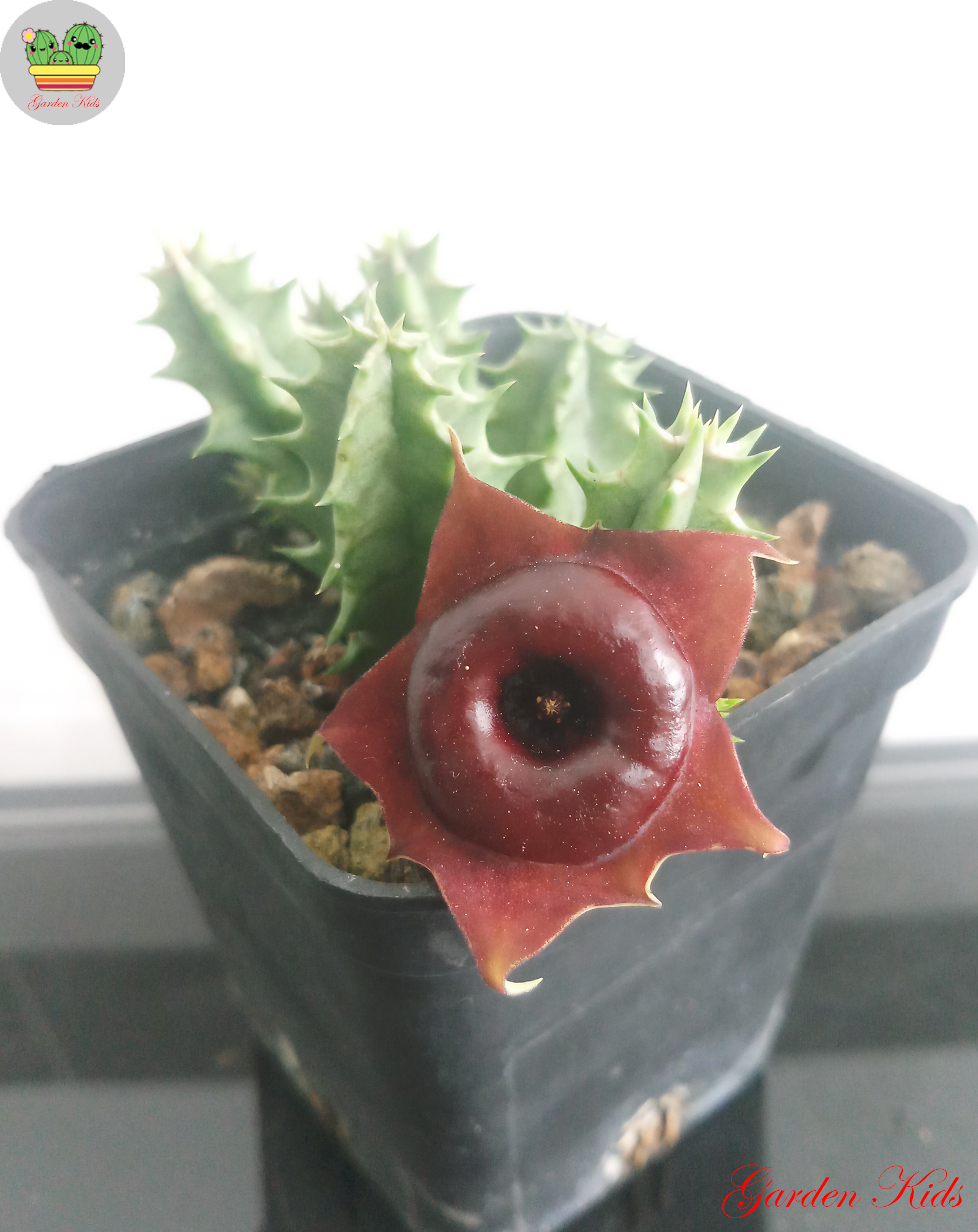 Xương rồng sao biển hoa đỏ (Huernia Korat Crimson)