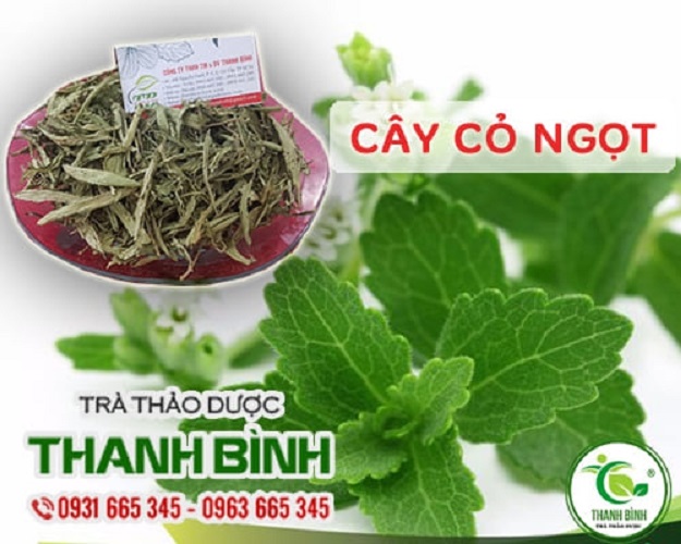 Cây cỏ ngọt khô 1kg loại 1 - thảo dược thanh bình