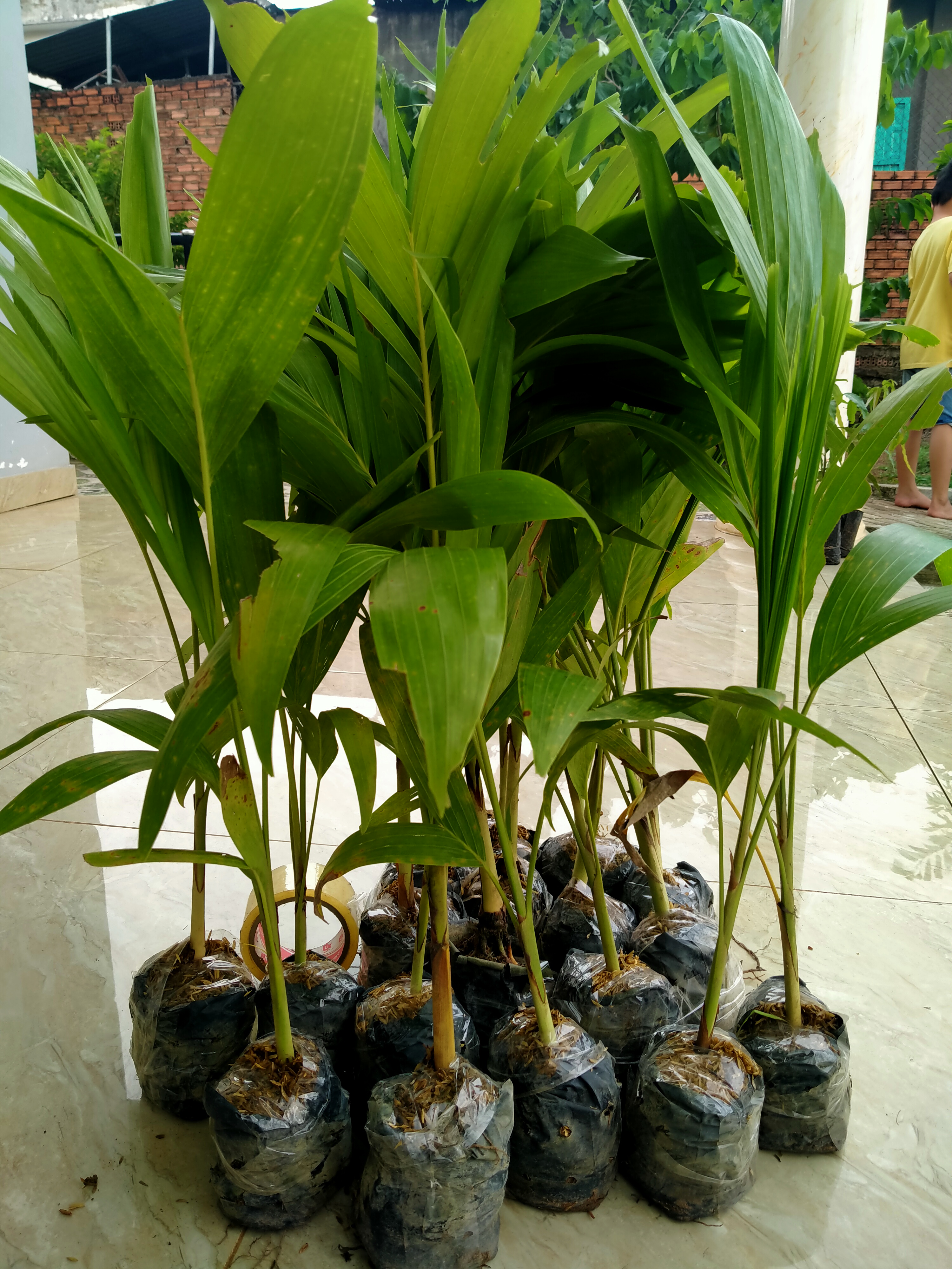 combo 6 cây cau thái trắng