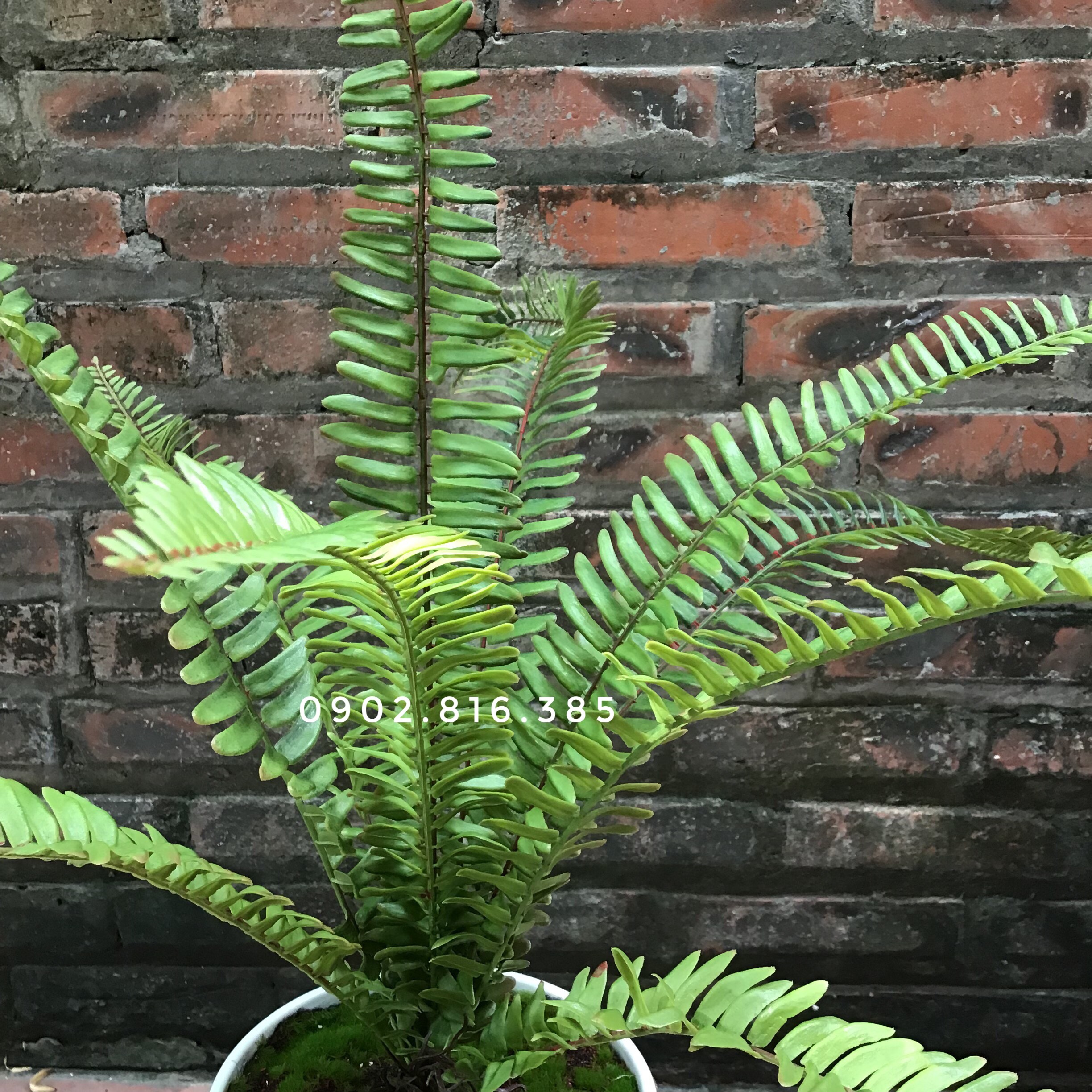 Cây dương xỉ giả đẹp- Cây giả