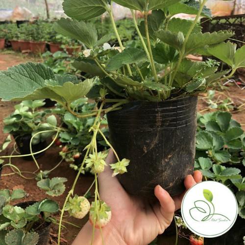 Combo 3 dâu tây đang ra hoa và quả