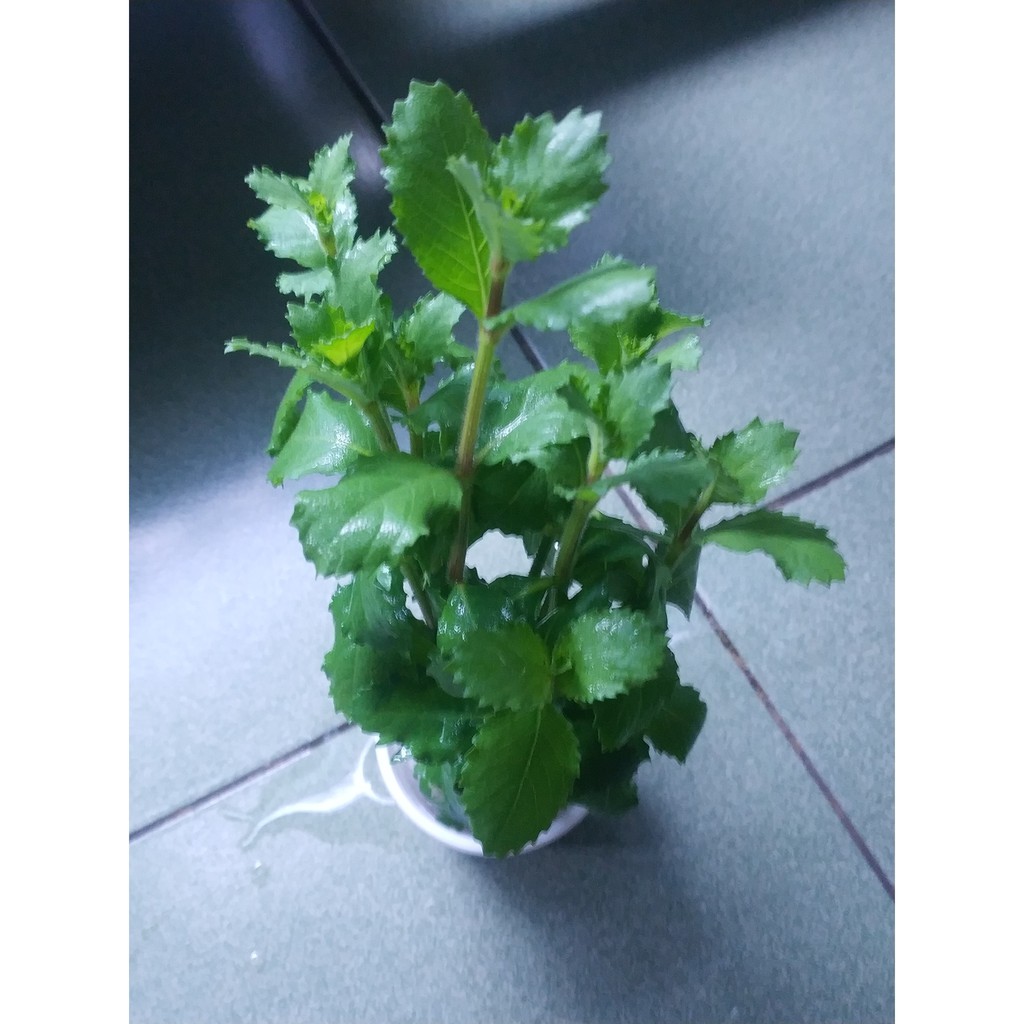 2 giỏ thủy cúc trồng hậu cảnh cực đẹp