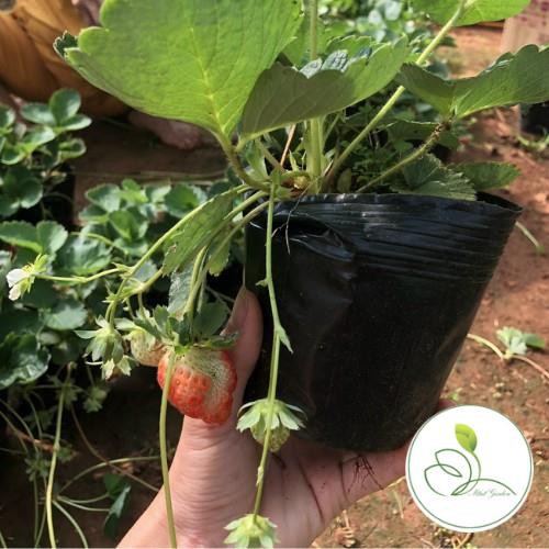 Combo 3 dâu tây đang ra hoa và quả