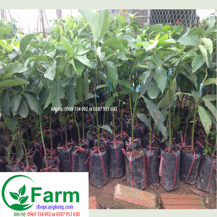 cây bơ booth 07  tặng thêm cây mặc định