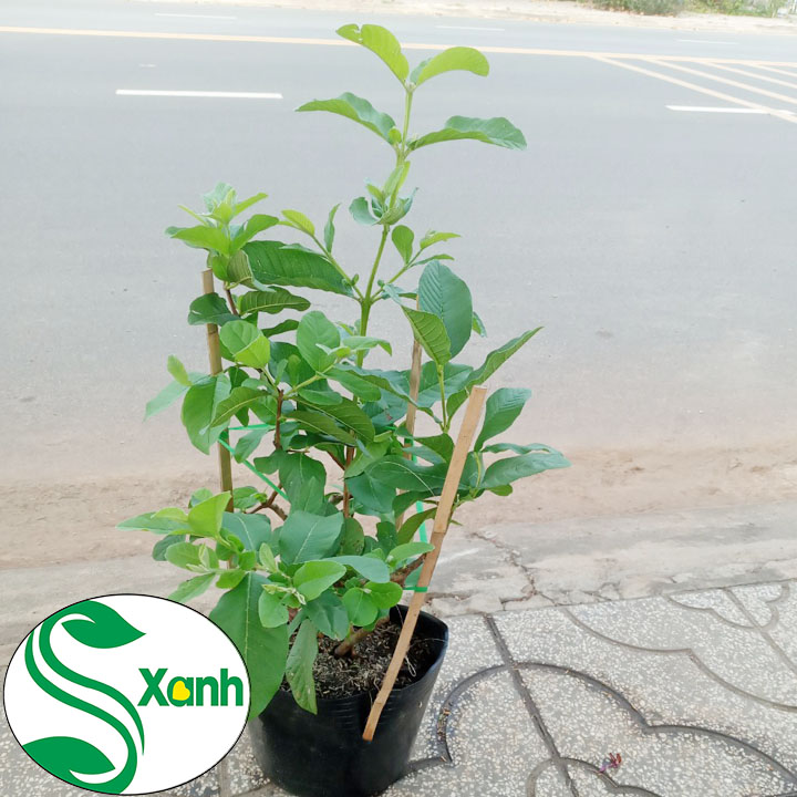 Cây Ổi Đài Loan Ruột Trắng Ít Hạt