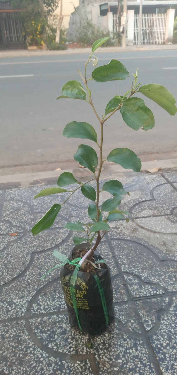 Cây Táo giống Thái Lan HR2