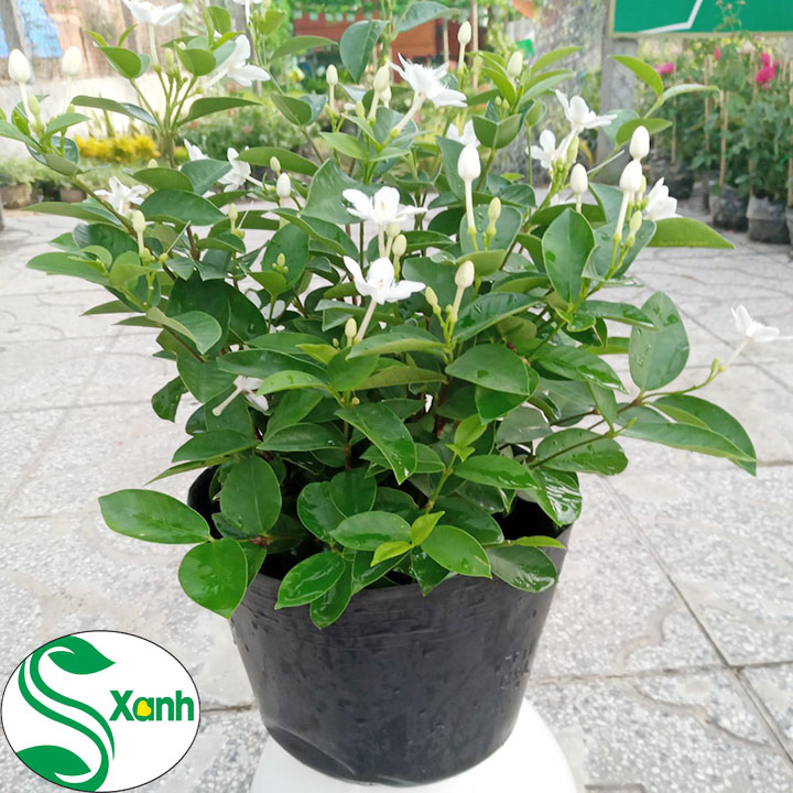 Cây Hoa Mai Chỉ Thiên