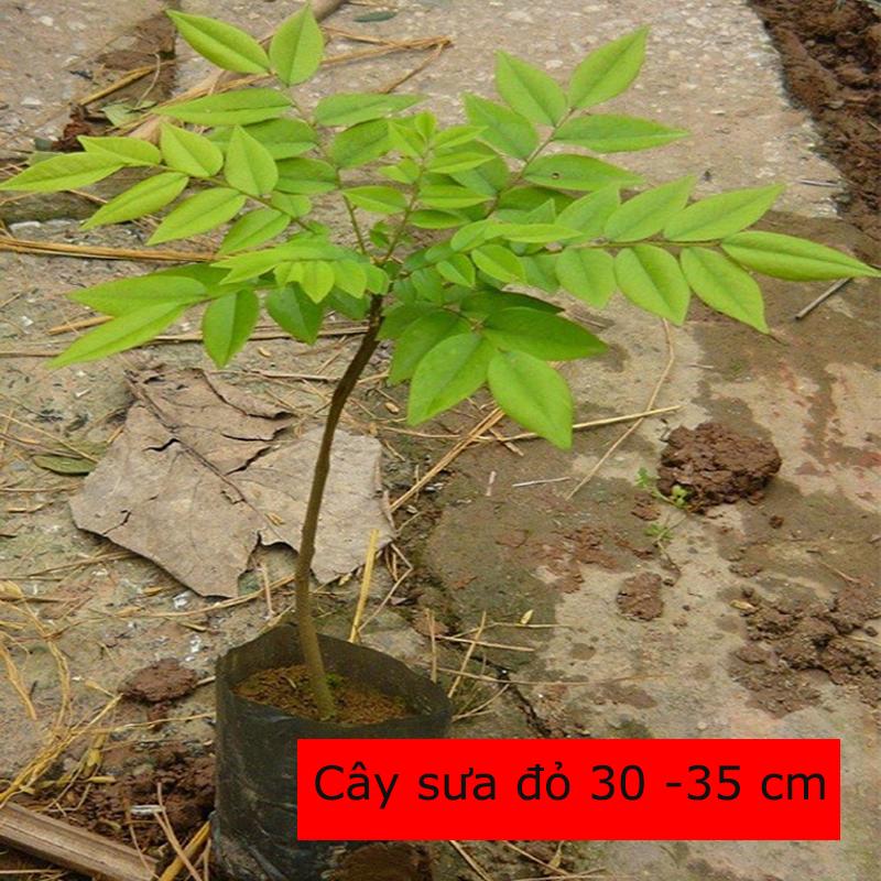 Combo 3 Cây Sưa Đỏ giống cao 30-35 cm