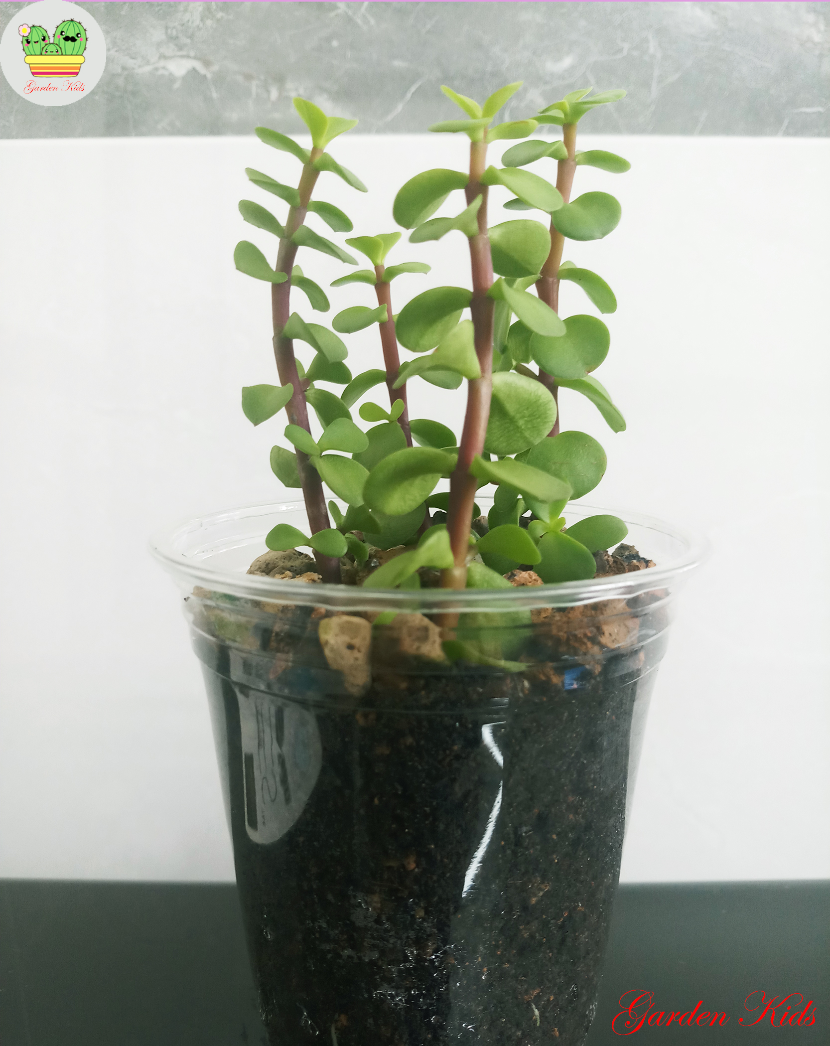 Sen đá dola xanh - 4 cây có rể (Portulacaria)