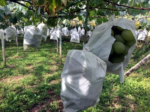 Cây nho Mẫu Đơn giống nhật bản