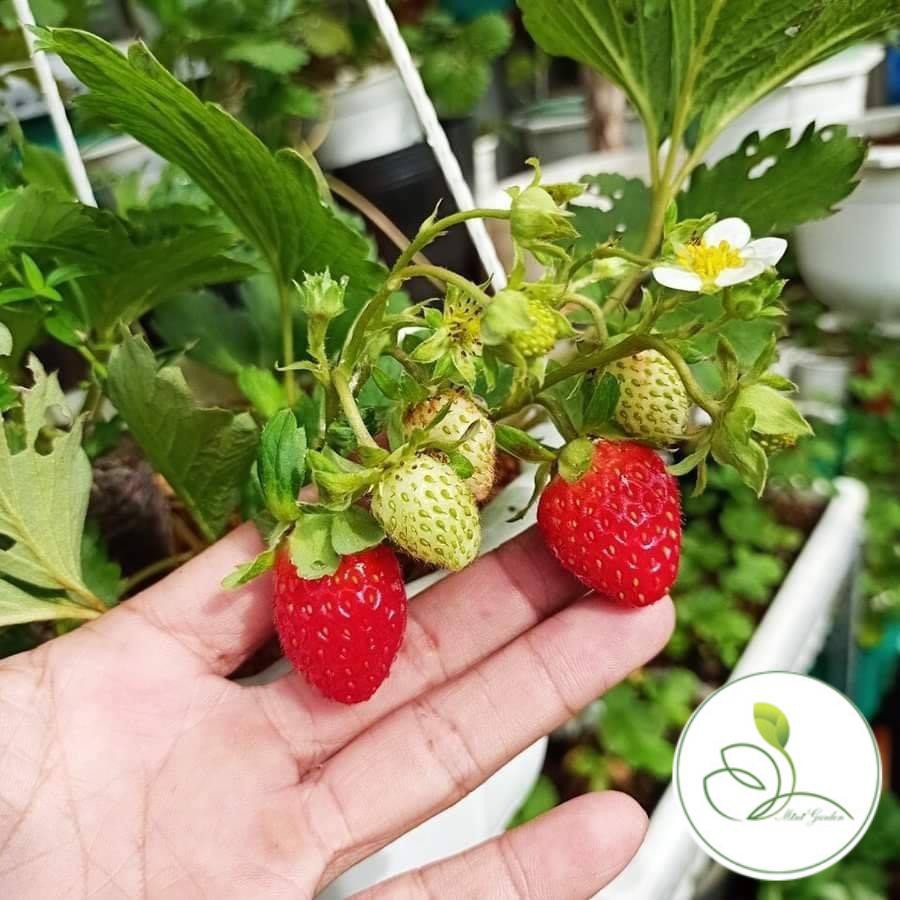 Combo 3 dâu tây đang ra hoa và quả