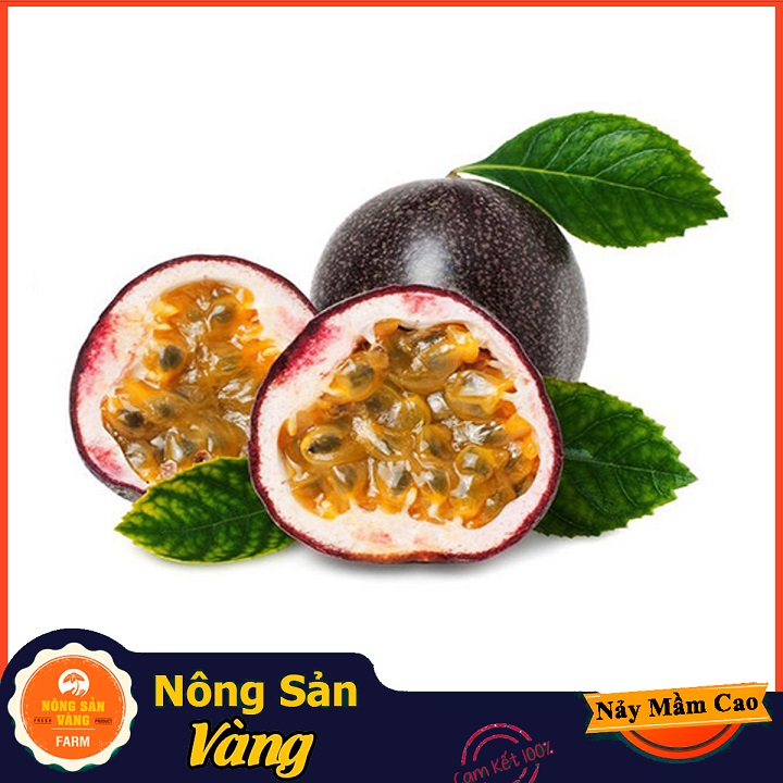 Hạt giống Chanh Leo (Chanh Dây) Thân Cây Trơn, Bò Leo, Có Ít Lông Tơ Và Nhiều Tua Cuốn, Thích Hợp Cho Hiên Nhà Của Bạn (Gói 50 Hạt) - Nông Sản Vàng
