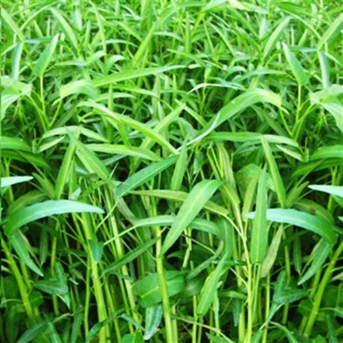 Hạt giống rau muống cao sản - rau muống lá tre cao sản F1 gói 100GR