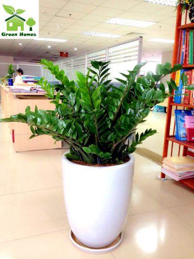 Cây kim tiền phong thuỷ -cây mini để bàn