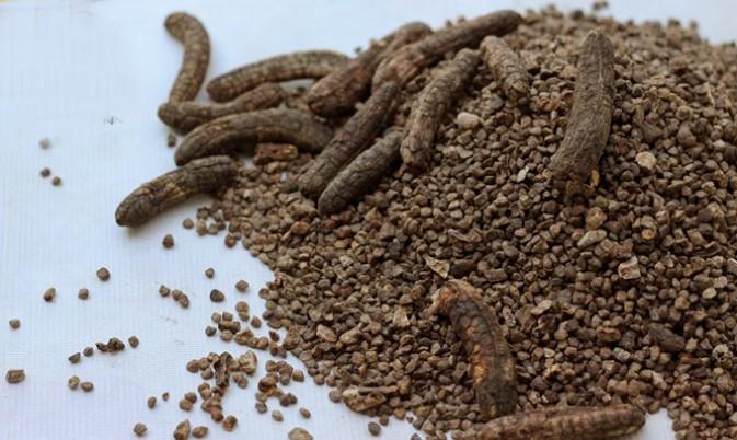 Hạt Chuối Hột Rừng Tây Bắc loại ngon (gói 1kg)