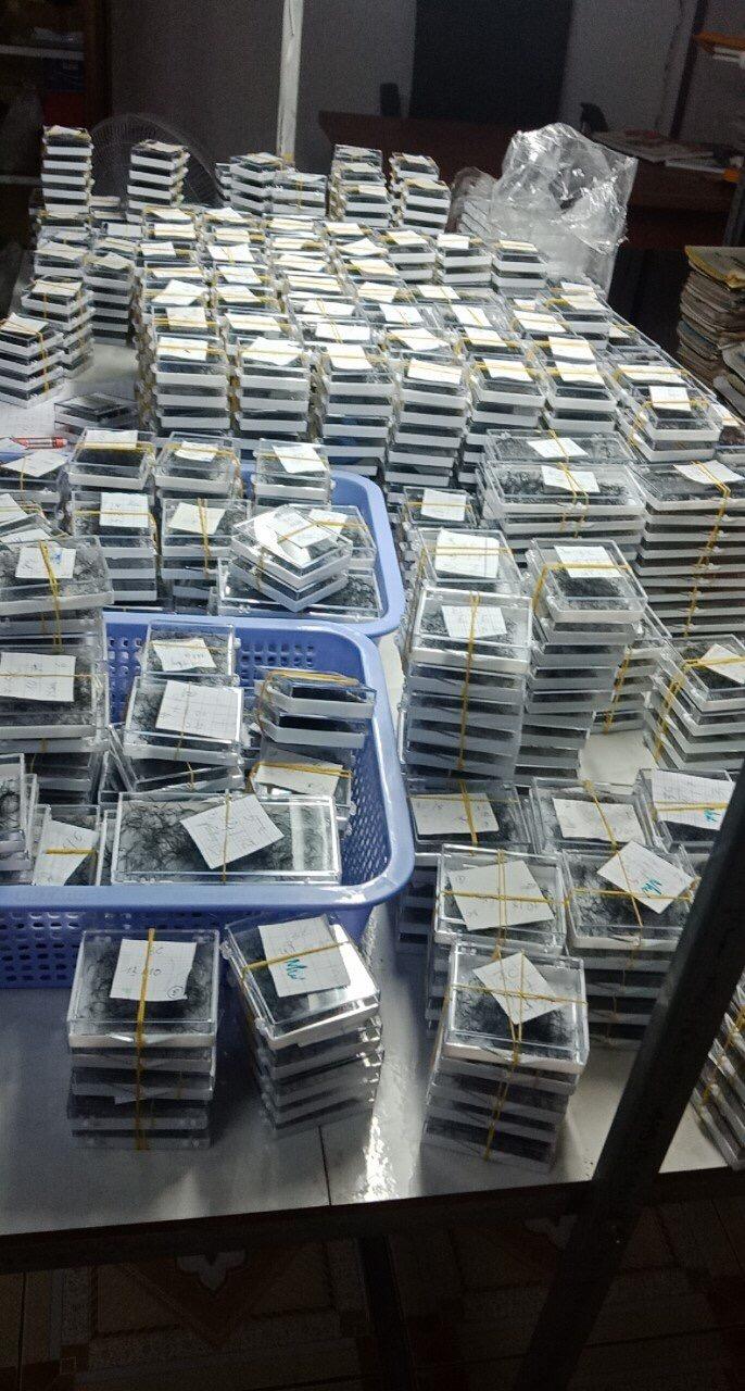 Mi fan 5D hộp 1000 fan