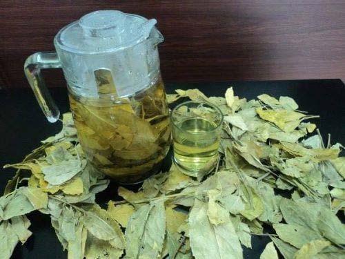 Chè dung vàng loại sấy khô túi lớn 1kg - Hàng sạch xanh chất lượng cao - Thảo Dược Tấn Phát