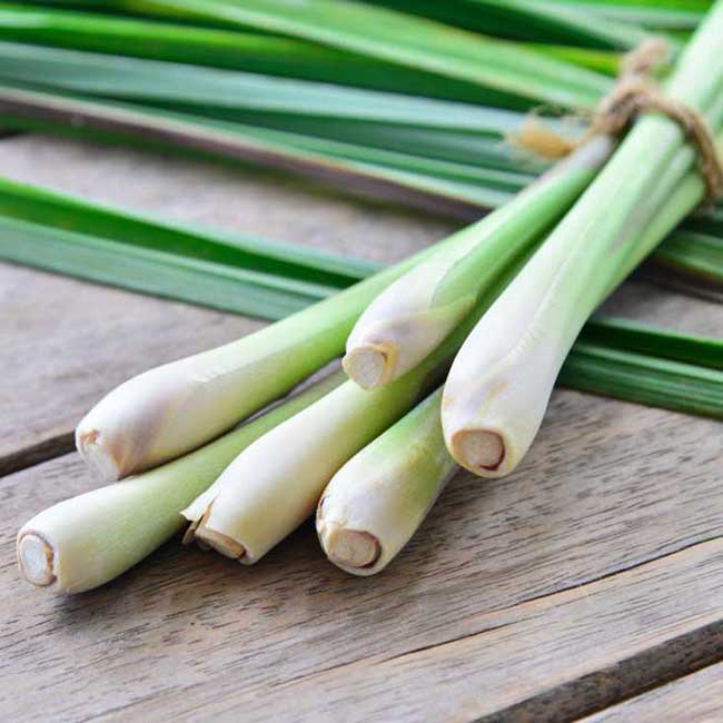 Tinh Dầu Sả Java Nguyên Chất Nomad Essential Oils Citronella