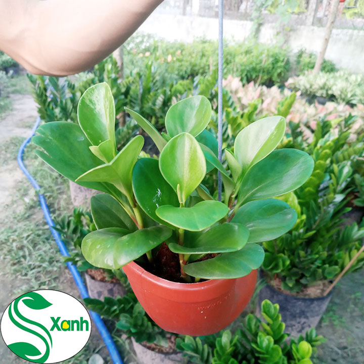 Chậu Treo Trường Sinh