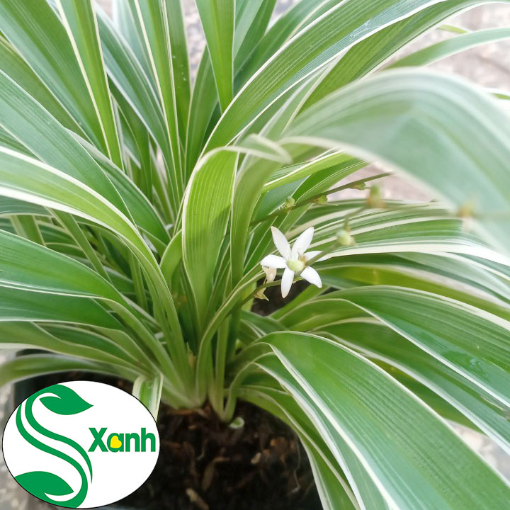 Cây Lan Chi hay còn gọi Cây Mẫu Tử