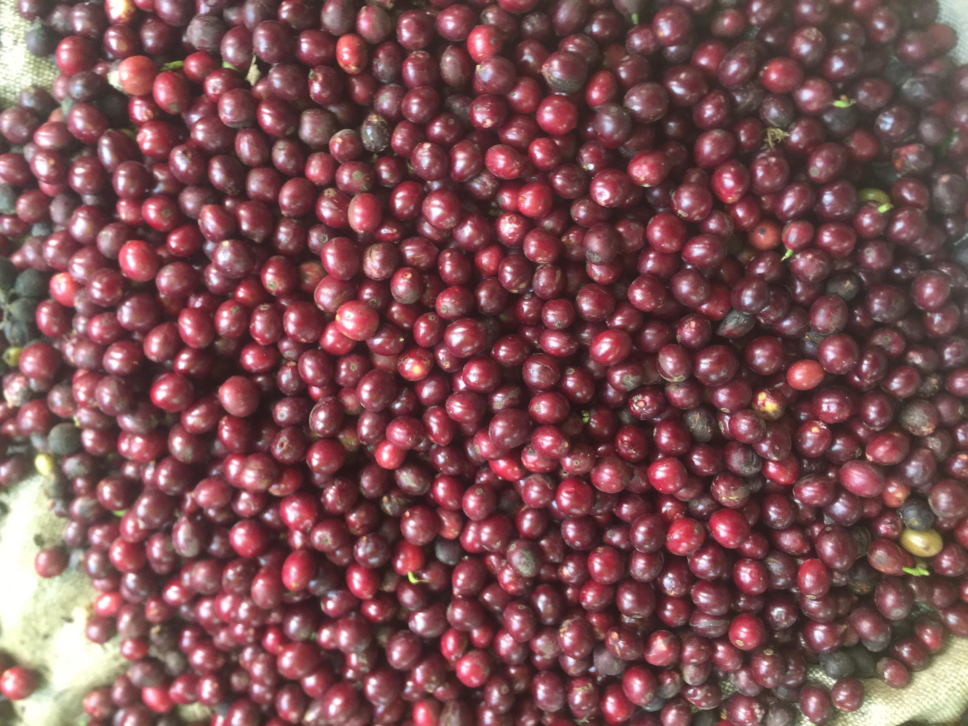 Roased coffee beans