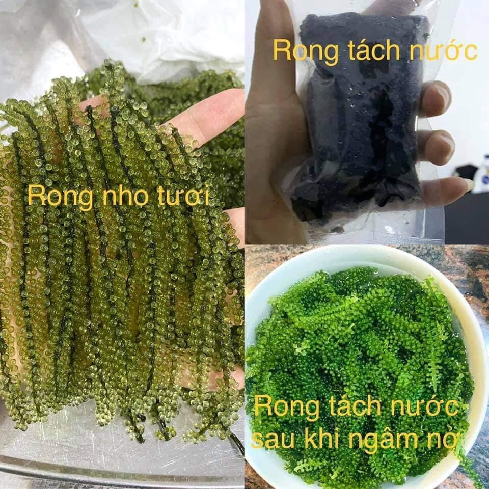 COMBO 2 GOI RONG NHO BIỂN