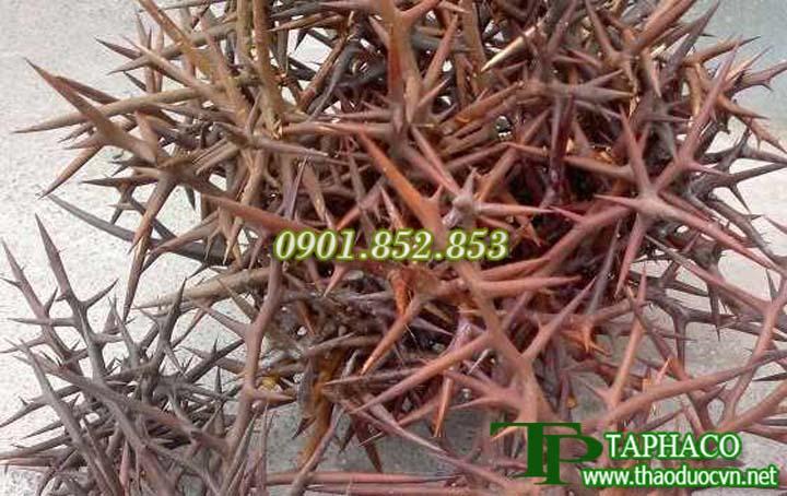 [Hàng mới về] Gai bồ kết khô loại 1kg - Hàng công ty chất lượng cao - Hỗ trợ cải thiện sức khỏe người sử dụng
