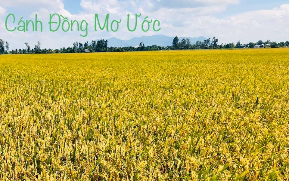 [HCM]Gạo ADC Lài sữa 5kg Thơm dẻo mềm cơm