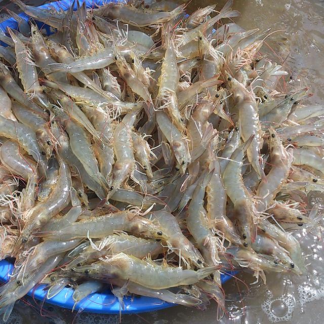 COMBO 5 cái Nối giảm 21