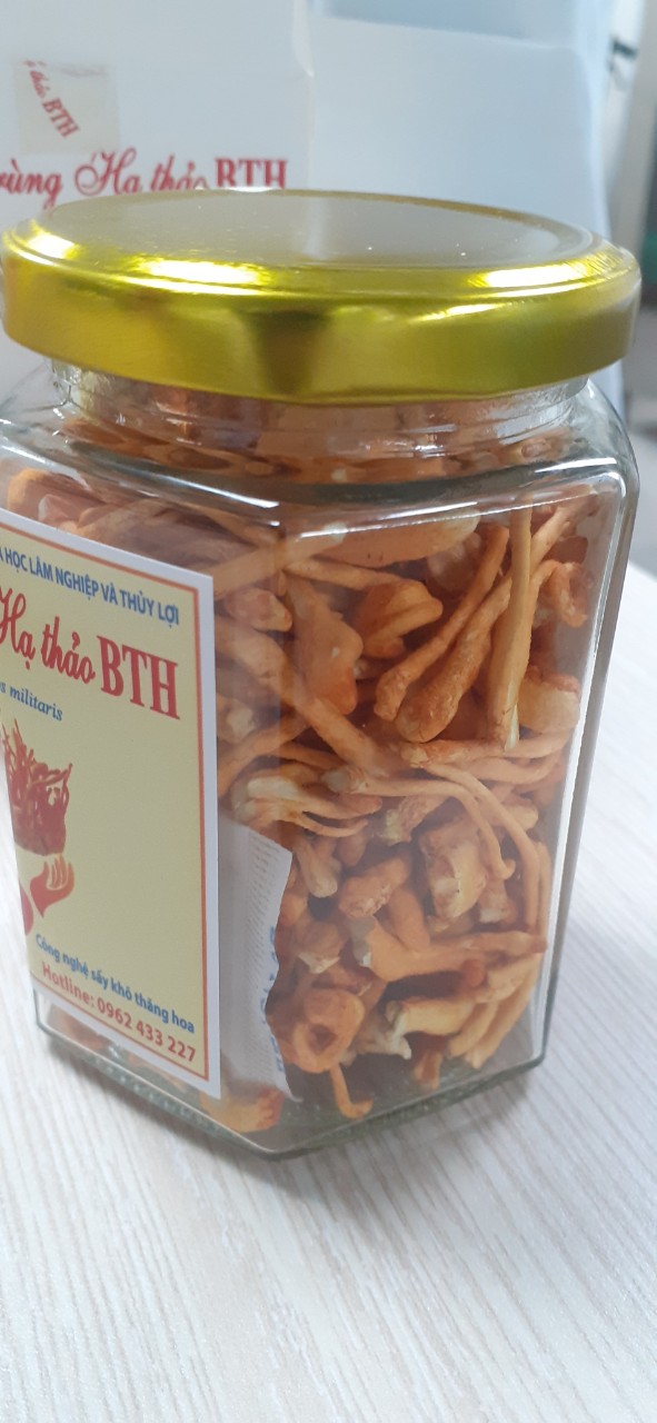 đông trùng hạ thảo công nghệ sấy thăng hoa BTH