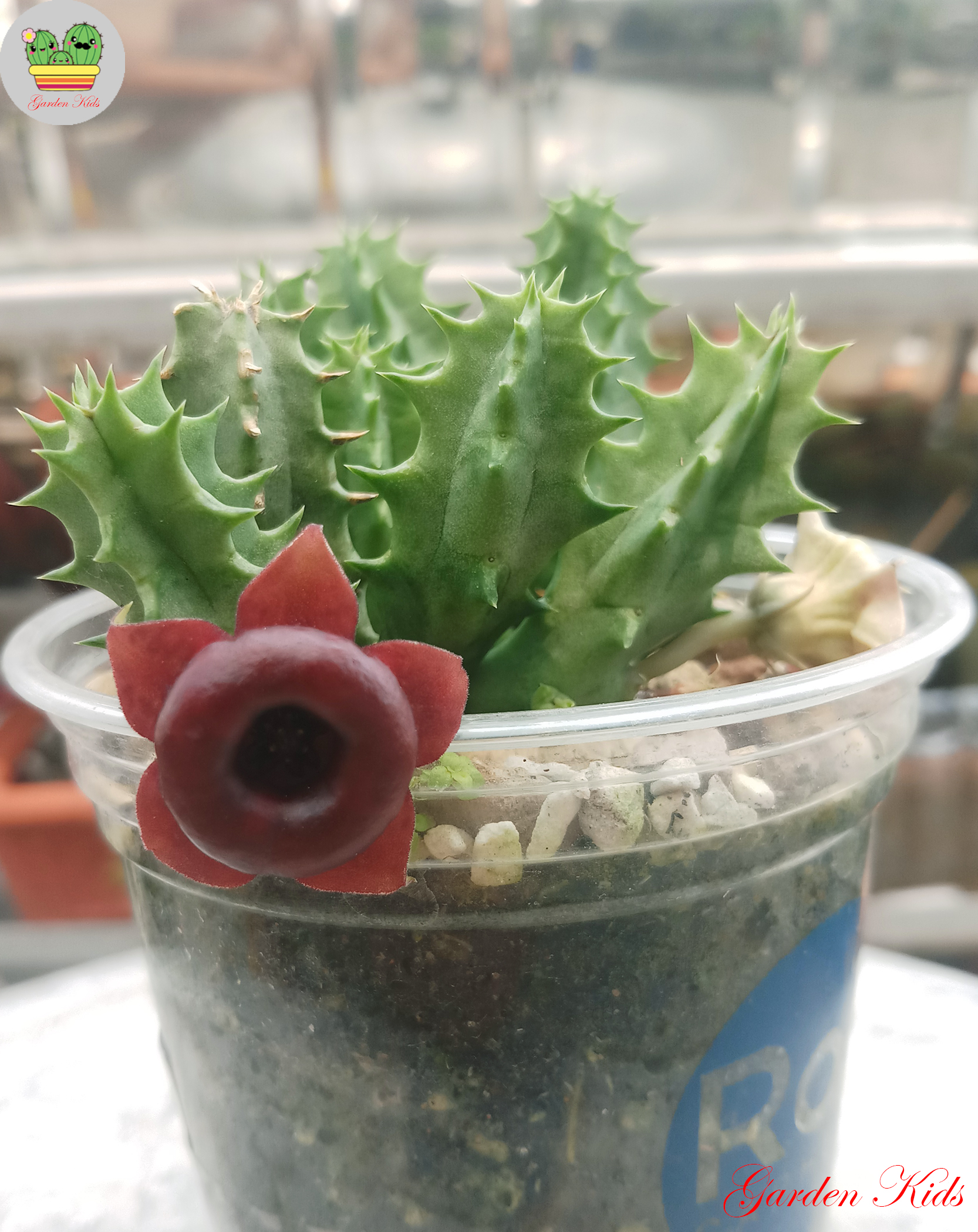 Xương rồng sao biển hoa đỏ (Huernia Korat Crimson)