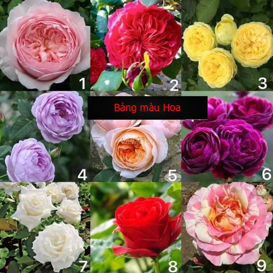 Combo 3 Gốc Hồng Leo đầy đủ màu sắc
