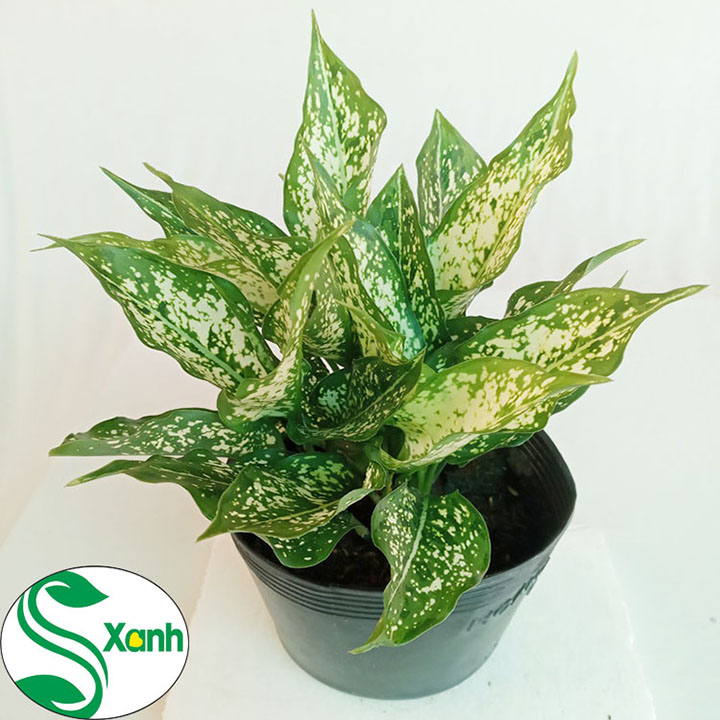 Cây Cảnh Ngọc Ngân