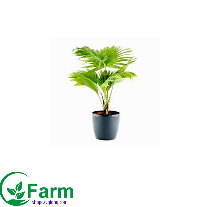 Cây cọ cảnh- cây cọ giống để bàn