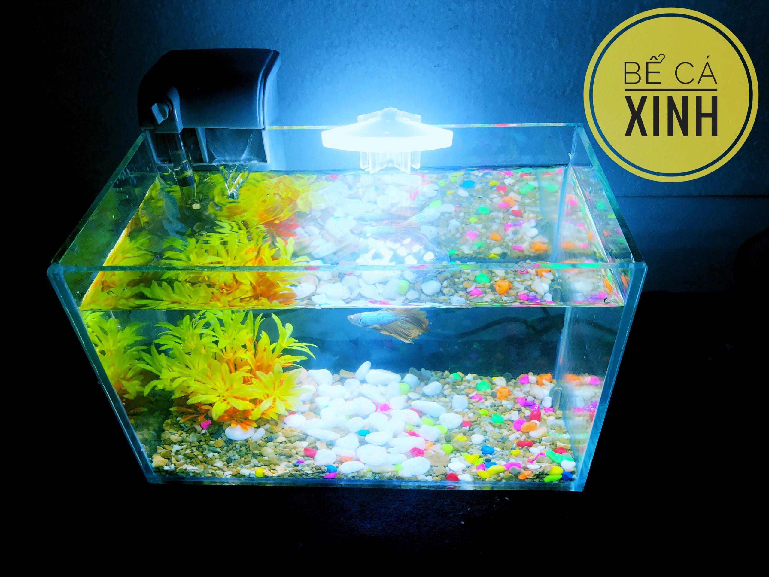 Bộ sản phẩm bể cá mini để bàn