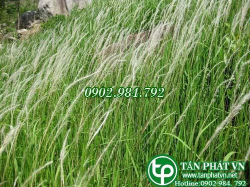 Rễ Cỏ Tranh Tươi 1kg Tấn Phát