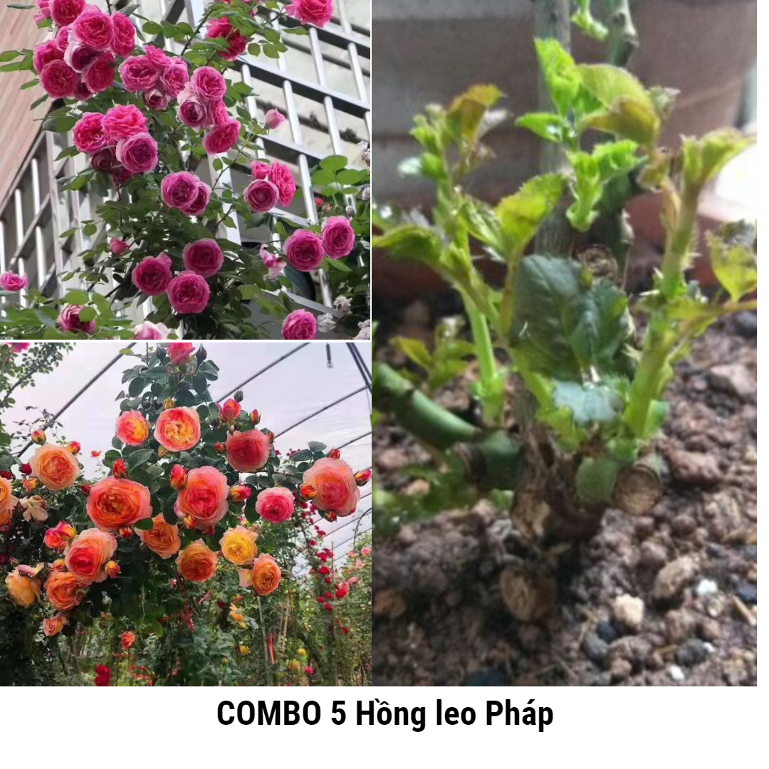 Combo 5 gốc hoa hồng leo Pháp ( cây tơ, phát triển tốt)