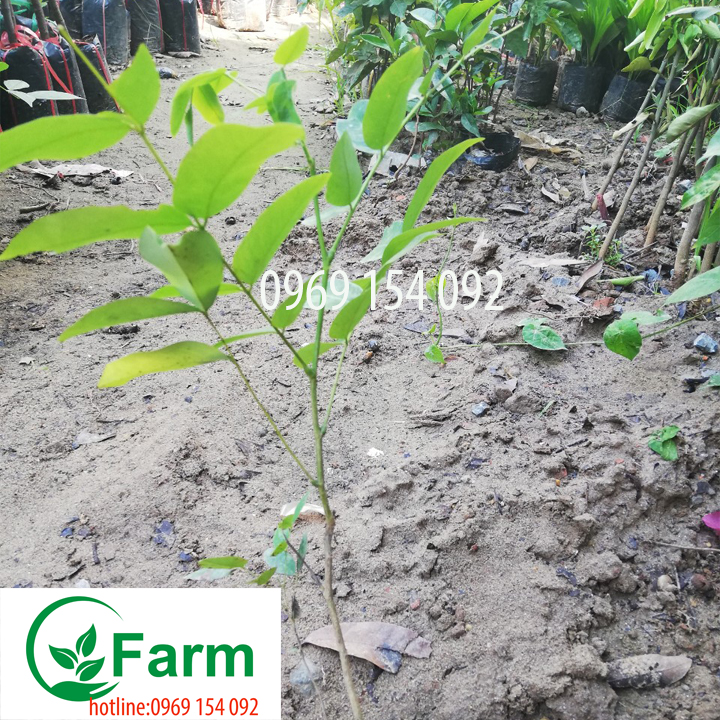 cây muồng hoàng yến