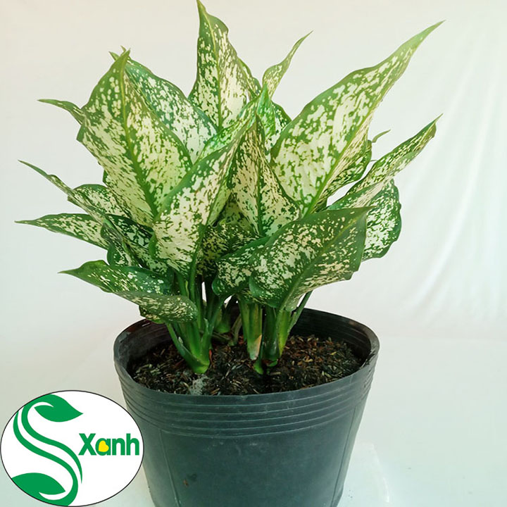 Cây Cảnh Ngọc Ngân