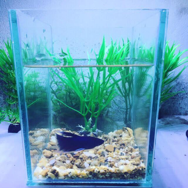 Bể cá mini betta 15*12*17cm DRC ( tặng kèm sỏi và thức ăn)