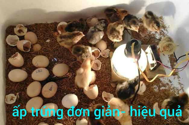 Máy Ấp Trứng -Bộ Điều Khiển