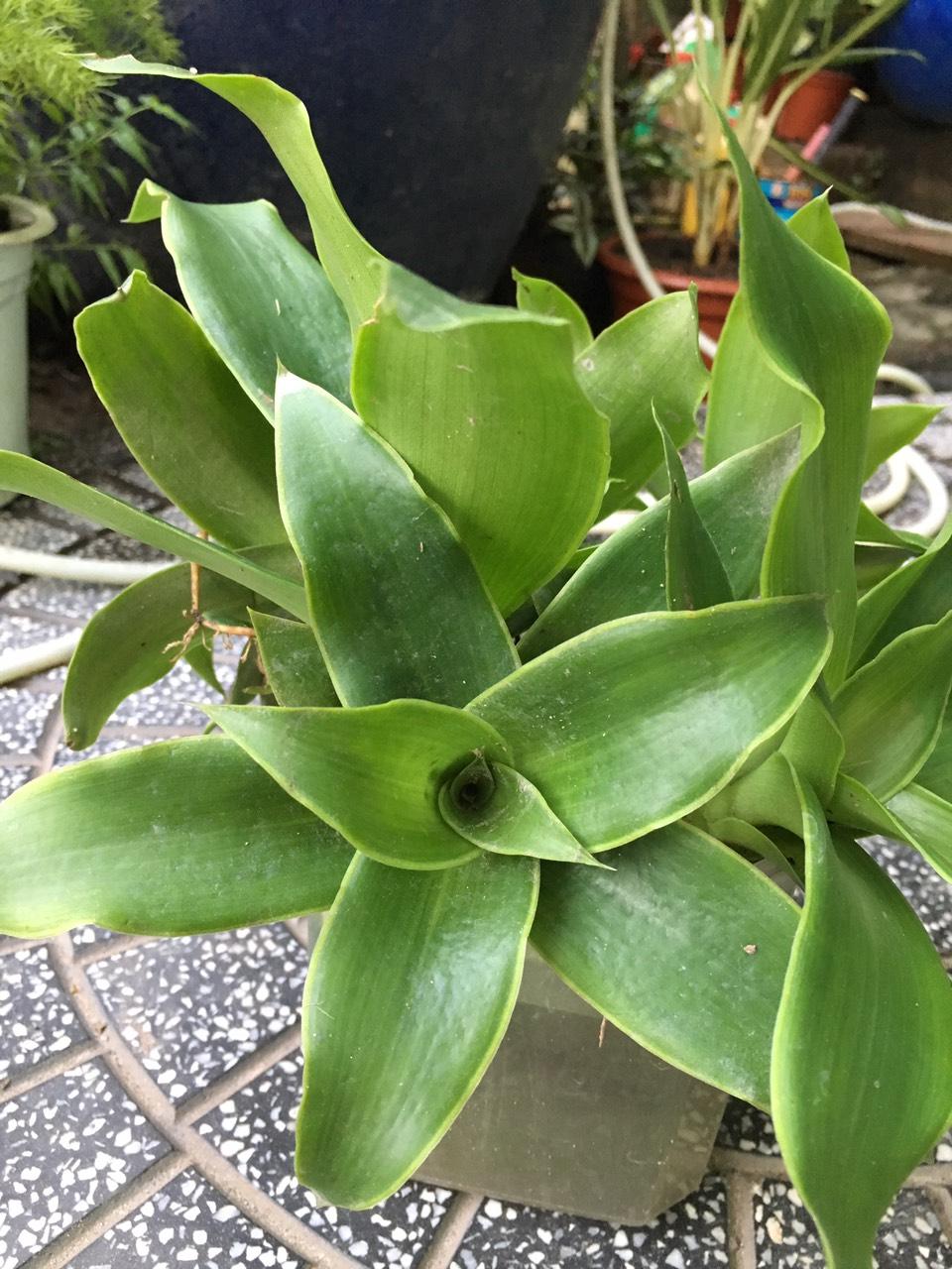 CÂY LƯỢC VÀNG, CÂY LƯỢC NGÀ