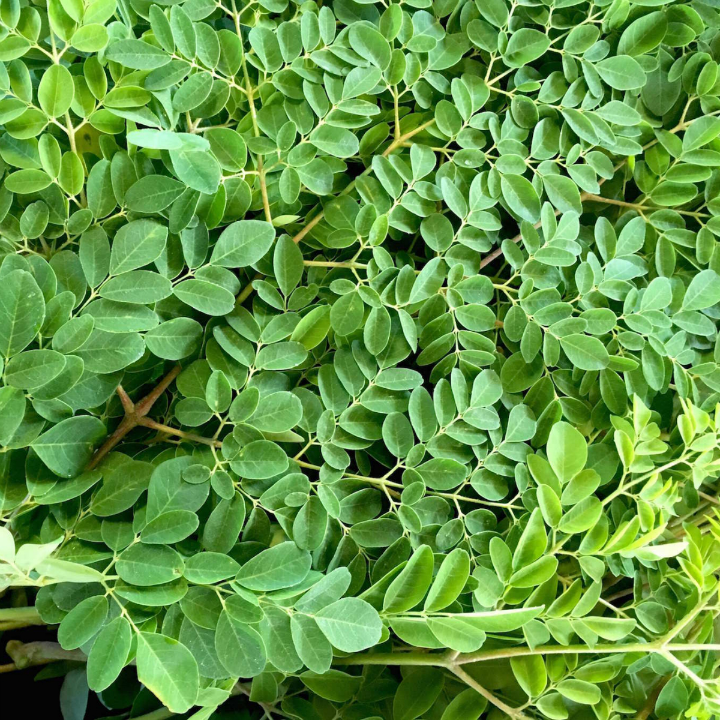 Hạt giống chùm ngây gói 2gr